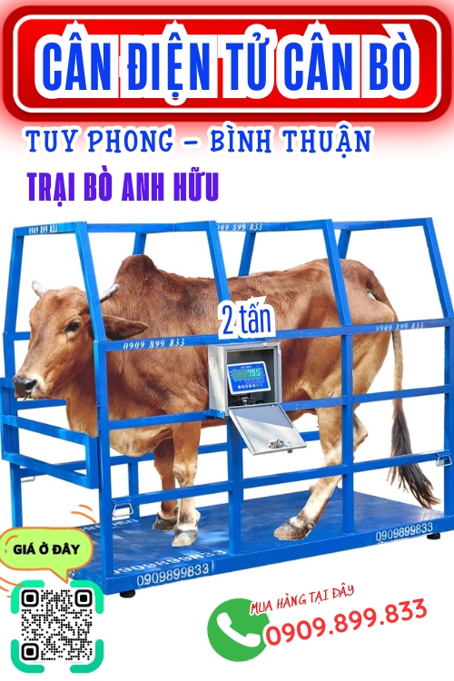 Cân điện tử cân bò 1 tấn 2 tấn ở Liên Hương Tuy Phong Bình Thuận