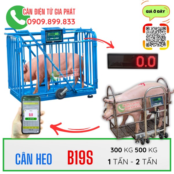 Cân điện tử cân heo cân lợn B19S 300kg 500kg 1 tấn 2 tấn