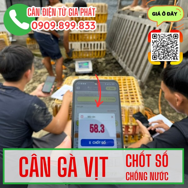 Cân gà vịt