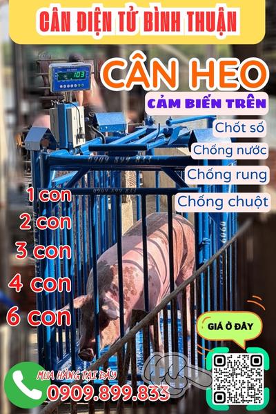 Cân điện tử Bình Thuận - cân điện tử cân heo 200kg 300kg 500kg