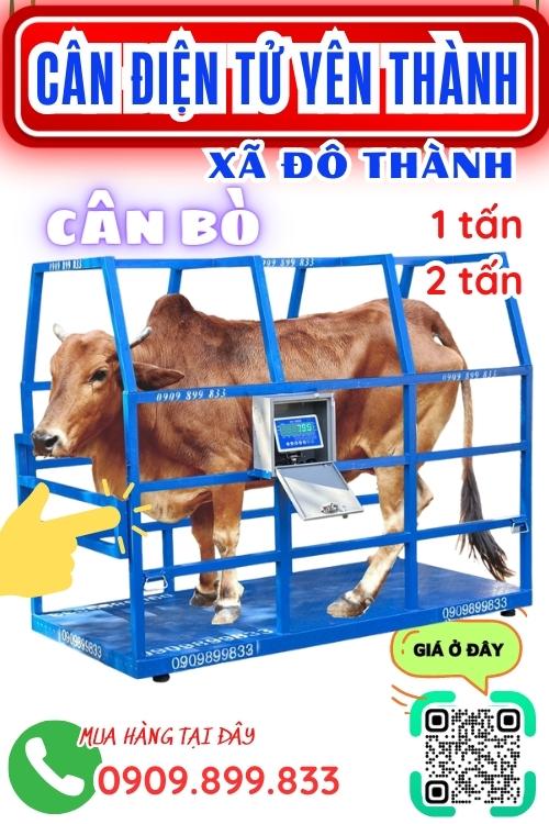 Cân điện tử ở Đô Thành Yên Thành Nghệ An - cân bò