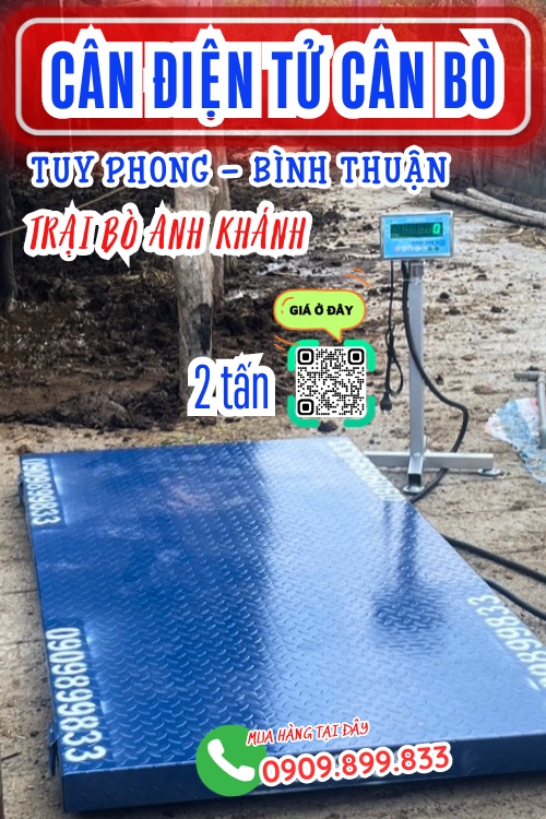Cân điện tử cân bò 1 tấn 2 tấn ở Tuy Phong Bình Thuận