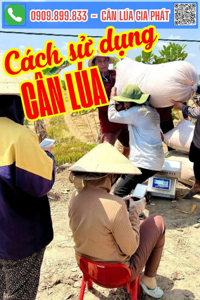Cách sử dụng cân điện tử cân lúa ngoài ruộng đúng nhất!