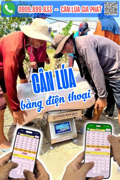 Cân lúa bằng điện thoại có APP CÂN LÚA (hay APP CÂN GIA PHÁT) nhanh và chính xác