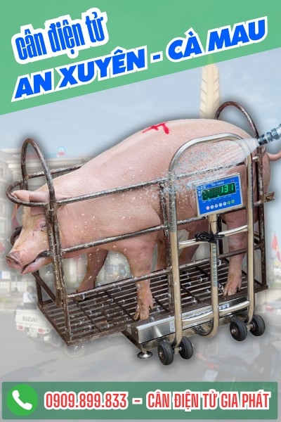 Cân điện tử Gia Phát giao cân ở An Xuyên Cà Mau