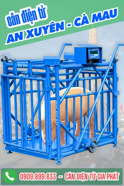 Cân điện tử ở An Xuyên Cà Mau cân heo 200kg 300kg 500kg