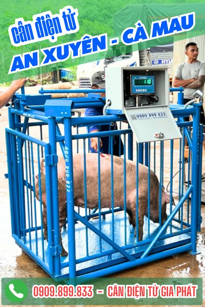 Cân điện tử ở An Xuyên Cà Mau - cân heo 1 con 2 con 3 con 4 con 5 con