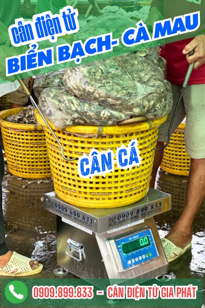 Cân điện tử ở Biển Bạch Cà Mau cân cá 100kg 150kg 200kg