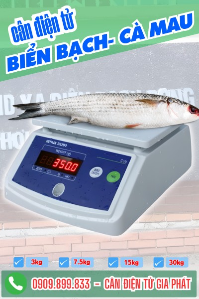 Cân điện tử ở Biển Bạch Cà Mau cân cá 30kg tính tiền