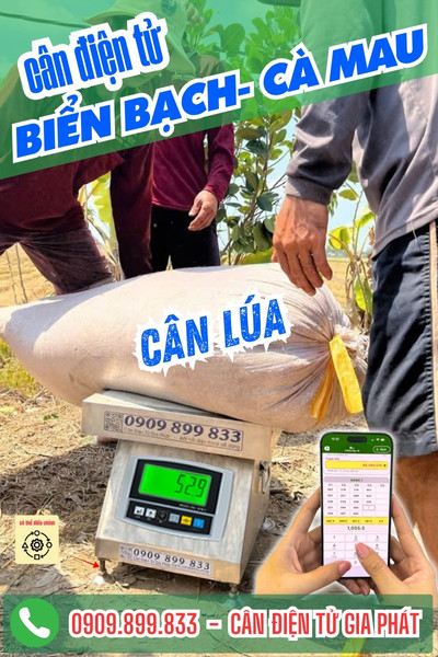 Cân điện tử cân lúa ở Biển Bạch Cà Mau cân lúa 150kg 200kg 300kg