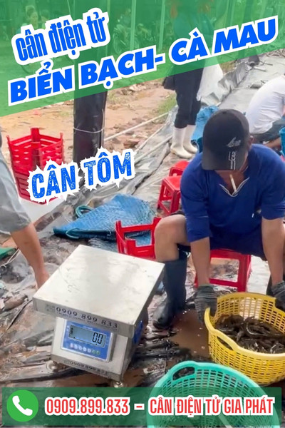 Cân điện tử cân tôm 30kg 60kg ở Biển Bạch Cà Mau
