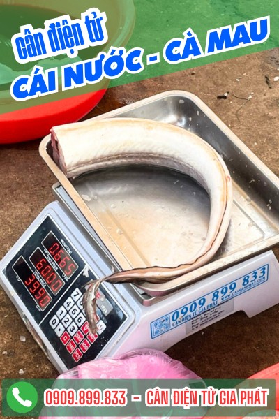 Cân điện tử ở Cái Nước Cà Mau - cân tính tiền 30kg bán thịt cá hải sản