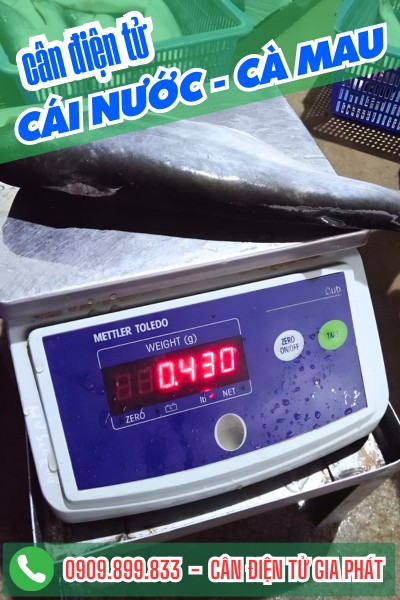 Cân điện tử ở Cái Nước Cà Mau - Cân thủy sản CUB