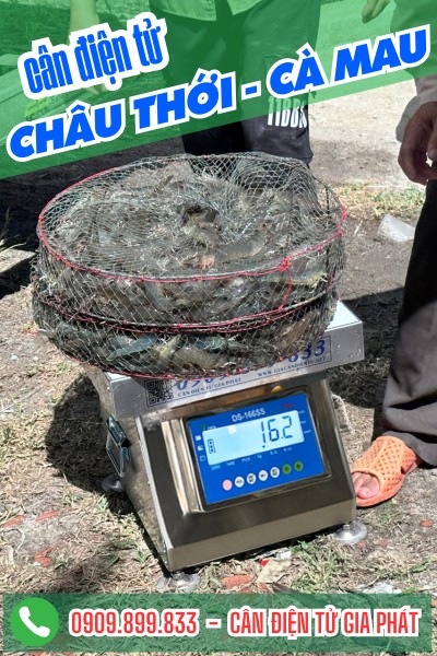 Cân điện tử ở Châu Thới Cà Mau - cân điện tử cân cua biển chống nước