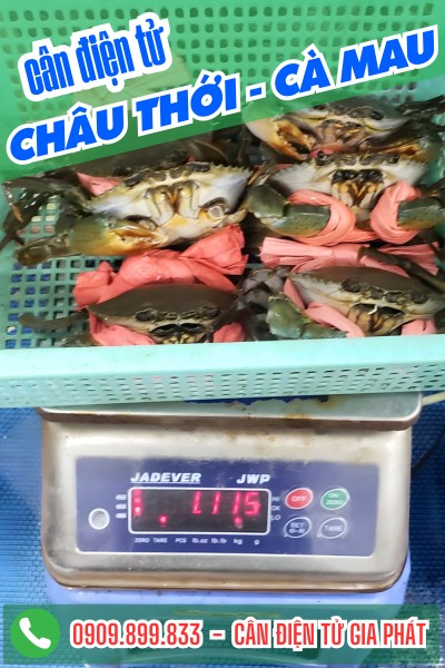 Cân điện tử cân cua biển ở Châu Thới Cà Mau