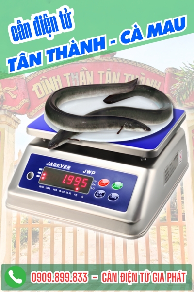 Cân điện tử cân cá chình ở Tân Thành - Cà Mau