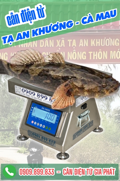 Cân điện tử cân cá bống tượng ở xã Tạ An Khương Cà Mau
