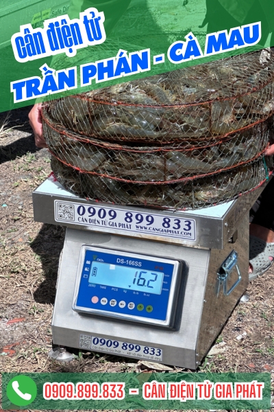 Cân điện tử ở Trần Phán Cà Mau - Cân Gia Phát
