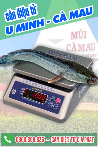 Cân điện tử cân cá lóc ở U Minh Cà Mau
