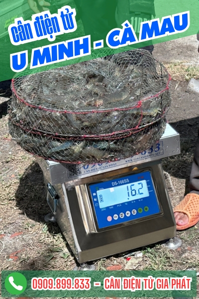 Cân điện tử ở U Minh Cà Mau - Cân Gia Phát