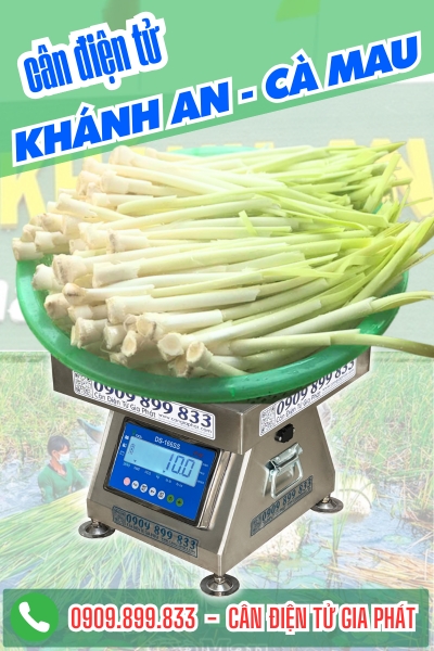 Cân điện tử cân cây bồn bồn giúp nông dân 