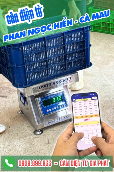 Cân điện tử cân tôm sú ở Phan Ngọc Hiển Cà Mau - Cân Gia Phát