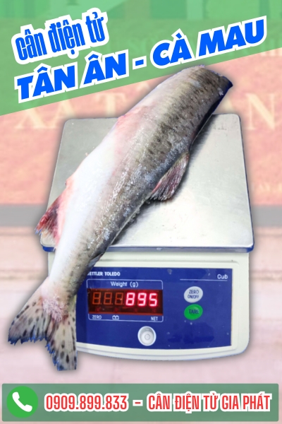 Cân điện tử ở Tân Ân Cà Mau - Cân Gia Phát
