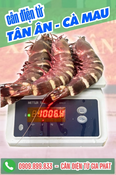 Cân điện tử ở Tân Ân Cà Mau - Cân Gia Phát