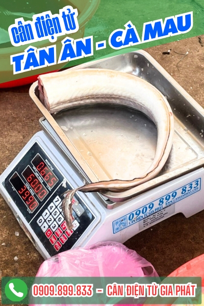 Cân điện tử ở Tân Ân Cà Mau - Cân Gia Phát