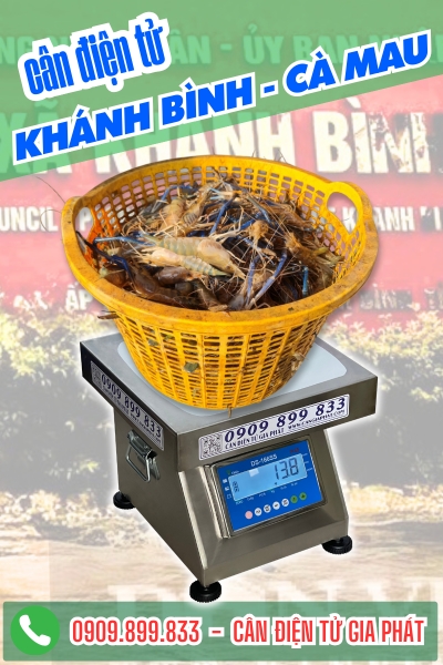 Cân điện tử chống nước cân tôm càng xanh cùng chị Phượng và người dân ở xã Khánh Bình Cà Mau phát triển kinh tế