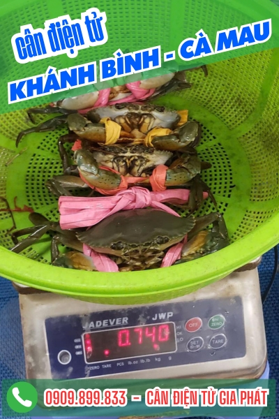 Cân điện tử ở xã Khánh Bình Cà Mau - Cân Gia Phát