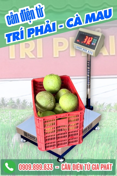 Cân điện tử ở Trí Phải Cà Mau - Cân Gia Phát