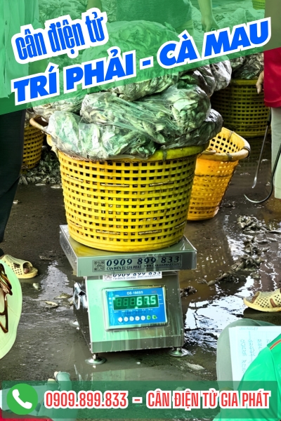 Cân điện tử ở Trí Phải Cà Mau - Cân Gia Phát