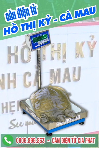 Cân điện tử ở Hồ Thị Kỷ Cà Mau - Cân Gia Phát