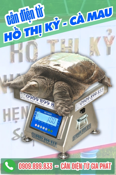 Cân điện tử ở Hồ Thị Kỷ Cà Mau - Cân Gia Phát