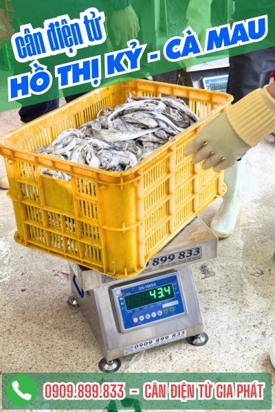 Cân điện tử ở Hồ Thị Kỷ Cà Mau - Cân Gia Phát