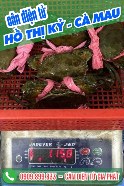 Cân điện tử ở Hồ Thị Kỷ Cà Mau - Cân Gia Phát