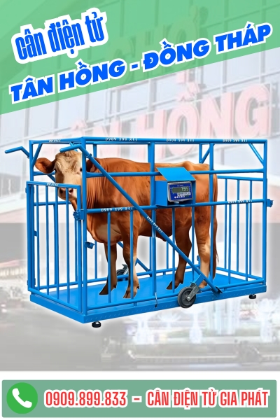 Cân điện tử ở Tân Hồng Cà Mau - Cân Gia Phát