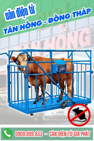 C&acirc;n điện tử ở T&acirc;n Hồng C&agrave; Mau - C&acirc;n Gia Ph&aacute;t