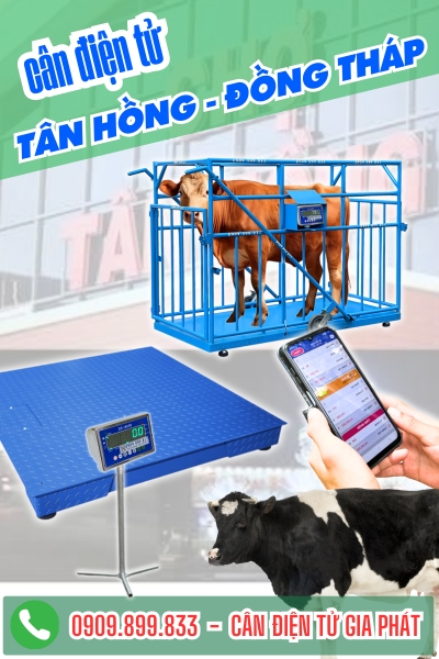Top cân điện tử ở xã Tân Hồng Đồng Tháp chuyên cân bò 1 tấn 2 tấn bền, chính xác! 