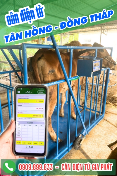 Cân điện tử ở Tân Hồng Cà Mau - Cân Gia Phát