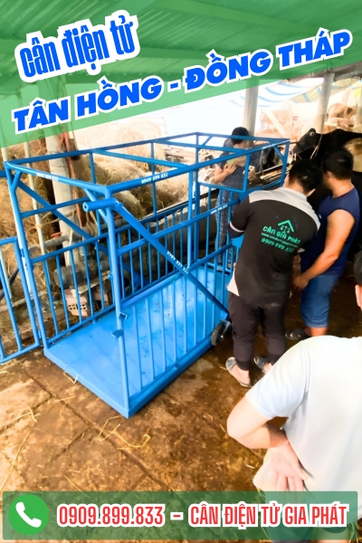 Cân điện tử ở Tân Hồng Cà Mau - Cân Gia Phát