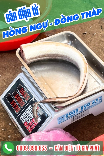 Cân điện tử ở Hồng Ngự Đồng Tháp - Cân Gia Phát