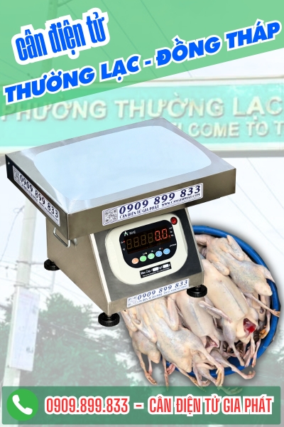 Cân điện tử ở Thường Lạc Đồng Tháp - Cân Gia Phát