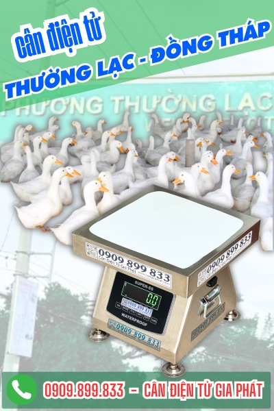 Cân điện tử ở Thường Lạc Đồng Tháp - Cân Gia Phát
