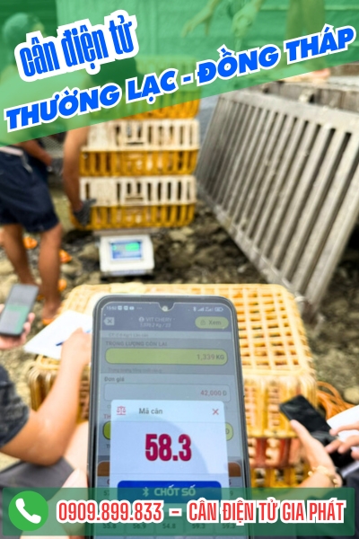 Cân điện tử ở Thường Lạc Đồng Tháp - Cân Gia Phát