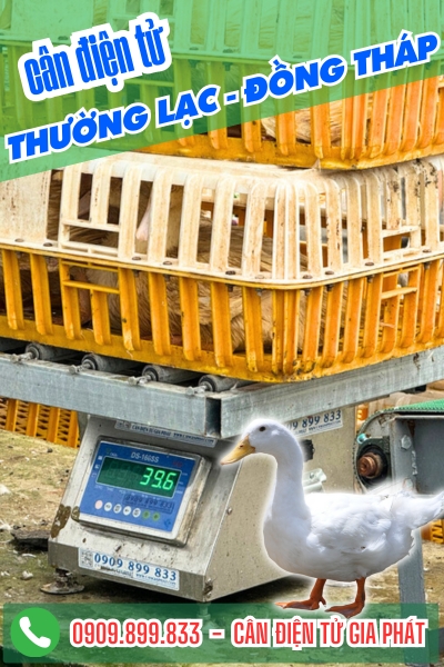 Top cân điện tử ở phường Thường Lạc Đồng Tháp chuyên cân vịt chống nước, chốt số nhanh