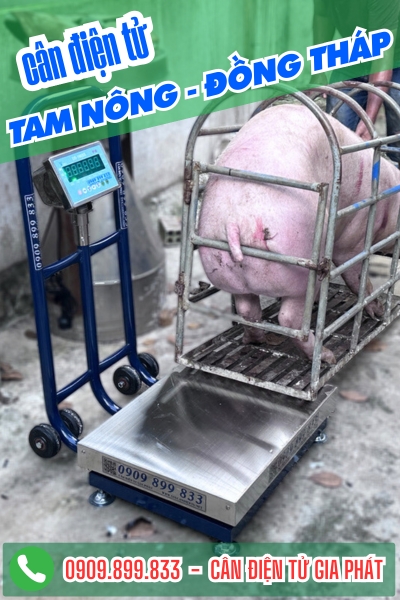 Cân điện tử Tam Nông Đồng Tháp - Cân Gia Phát