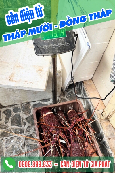 Cân điện tử ở Tháp Mười Đồng Tháp - Cân Gia Phát