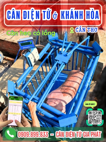 Cân điện tử ở Khánh Hòa Cần Thơ - Cân Gia Phát